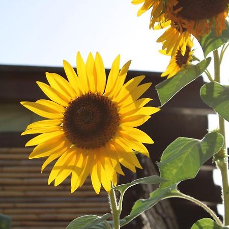 Il Girasole Alloggio Villa Fluminimaggiore Exterior photo